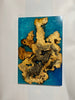Buckeye Burl with Caribbean Epoxy
